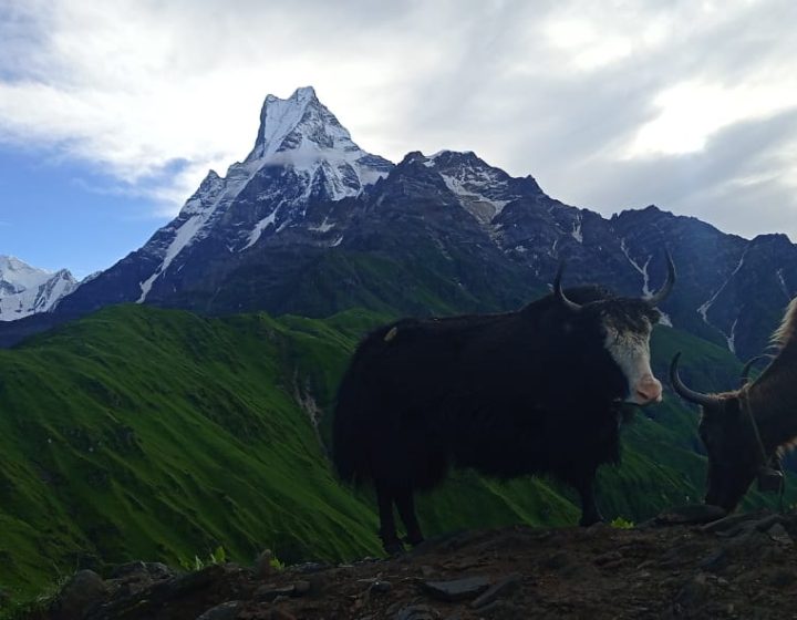 Mardi Himal Trek