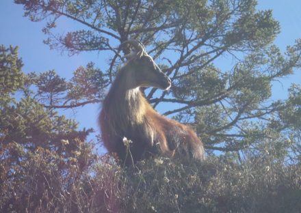 On the way to Tengbovhe